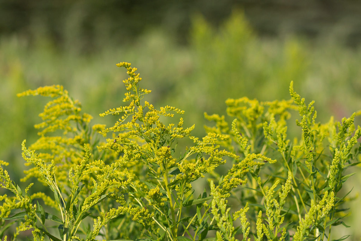 Goldenrod in late summer
