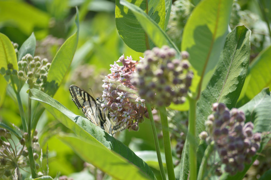 A tiger swallowtail feeds on an umbel