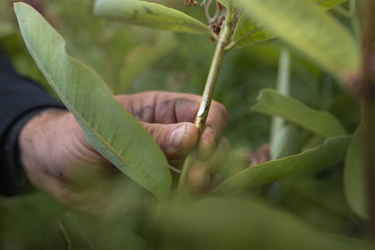 La main sur un plant d'asclépiade