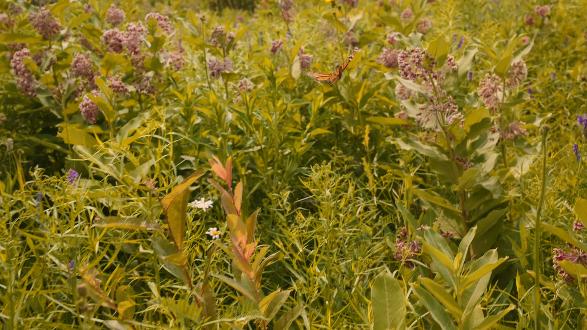 Une marche dans le champ en fleurs, un monarque passe