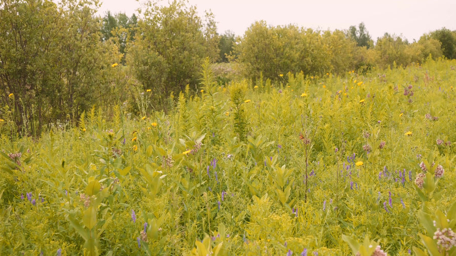 Panorama of the field