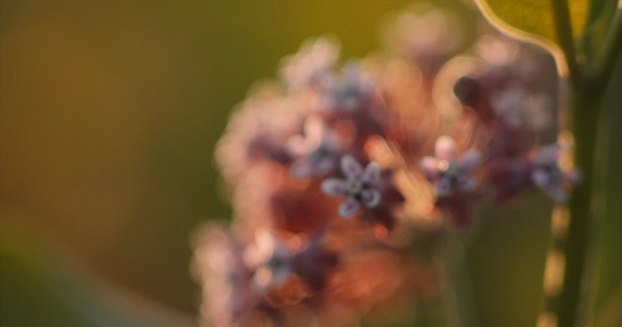 An umbel in golden light