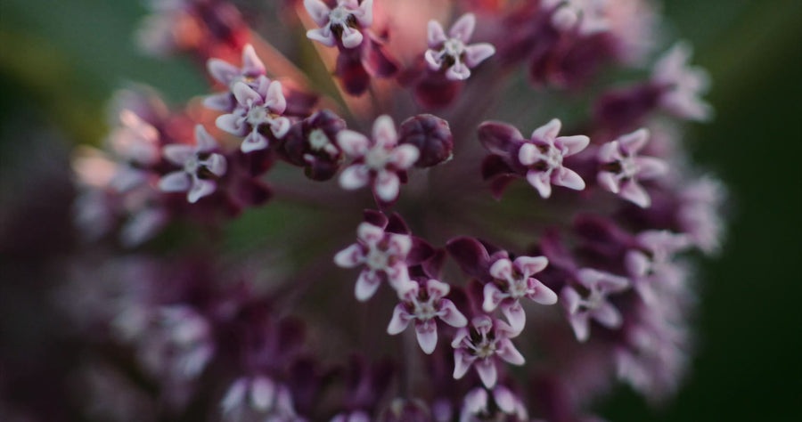 Milkweed flowers up close