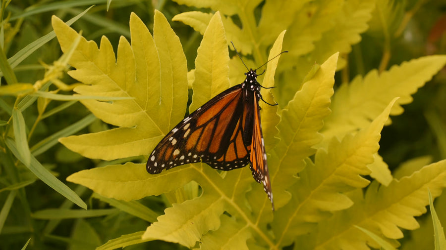 A monarch opens its wings