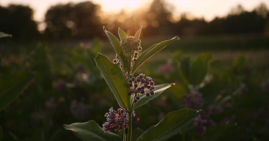 A milkweed plant at dusk