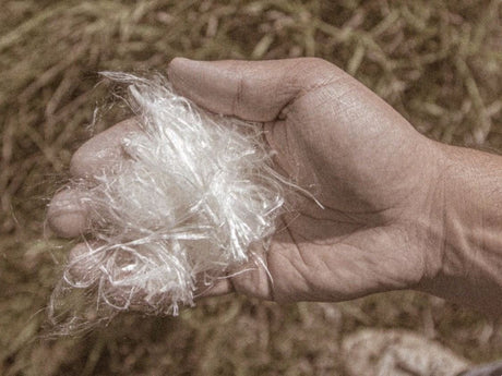 Main tenant une touffe de soie d'asclépiade pure en vrac, fibre blanche soyeuse et légère (soie d'Amérique) récoltée des gousses, dans un champ.